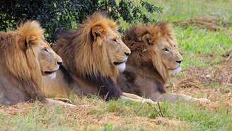 Leões e crocodilos só têm chance em situações específicas, como ataque em grupo ou na água – depositphotos.com / Tienie