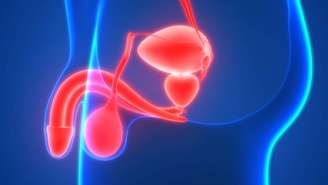 A palavra hipospádia descreve uma alteração em que o meato urinário, ou seja, a abertura da uretra, não se encontra na extremidade do pênis – depositphotos.com / magicmine