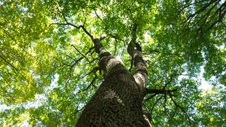 Galhos e raízes de árvores invadindo seu terreno? Saiba o que o Código Civil e as leis ambientais dizem