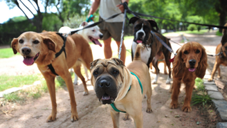 Pets serão taxados por visitarem cidade turística na Itália
