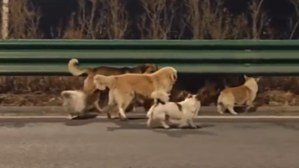 Cachorros roubados para açougue clandestino fogem e percorrem 17 km até reencontrar os tutores