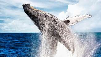 Baleias jubarte são espécies migratórias que passam pela costa brasileira.