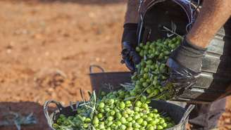 Árvores milenares que seguem vivas e produtivas no Mediterrâneo – depositphotos.com / WHPics