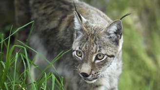 Lince fêmea no parque animal de Sainte‑Croix, em Rhodes, no leste da França, em junho de 2020