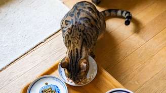 Saiba quais são os principais erros cometidos pelos tutores na alimentação de cães e gatos