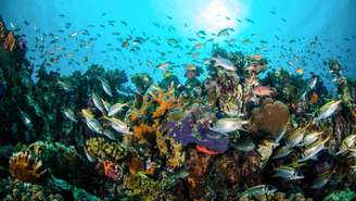 A principal palavra-chave para entender a aceleração da extinção de espécies é biodiversidade – depositphotos.com / fenkieandreas