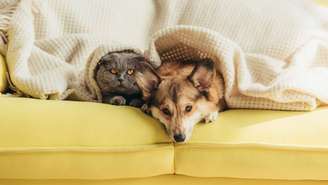 Cão e gato – depositphotos.com / AllaSerebrina