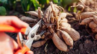 Tubérculos são estruturas subterrâneas engrossadas, em geral derivadas do caule, cuja função principal é armazenar substâncias de reserva, especialmente amido. Um exemplo conhecido é a batata-inglesa – depositphotos.com / maryviolet
