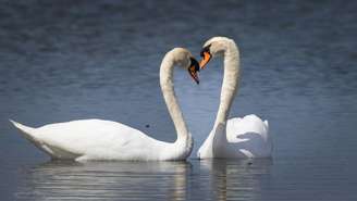 Apenas 3% a 5% dos mamíferos são monogâmicos; entenda como funcionam esses vínculos no reino animal e por que eles existem