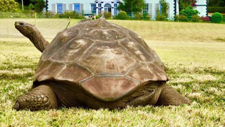 Jonathan, o animal terrestre mais velho do mundo, morre aos 193 anos
