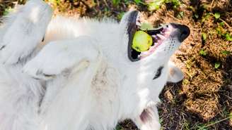 Descubra o signo do seu pet