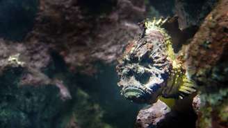 O peixe-pedra se destaca pela camuflagem. Seu corpo costuma ser grosso, robusto e coberto por protuberâncias irregulares, que lembram algas, corais ou pedras cobertas de limo – depositphotos.com / Darrdi