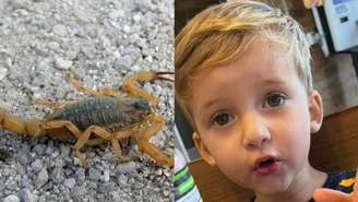 O menino foi picado na terça, 31, e foi transferido para a Santa Casa de Araras, mas não resistiu e morreu