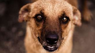 Além da adoção, pequenos gestos como doações para ONGs e cuidados básicos garantem proteção e dignidade aos animais de rua