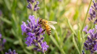 Veja o que significa receber a visita de uma abelha
