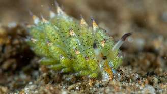Ao mesmo tempo em que se move como qualquer invertebrado marinho, a ovelha do mar é capaz de usar a luz do sol como fonte de energia, graças a um fenômeno biológico raro conhecido como cleptoplastia – depositphotos.com / fran.ricc@tutanota.com