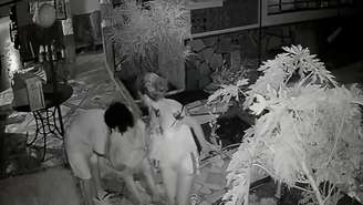 Idosa de 68 anos foi agredida por hóspede em pousada no Distrito Federal