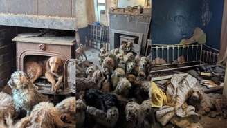 250 cães foram resgatados em situação precária na sala de estar de uma casa no Reino Unido no início de 2026