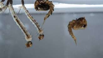 O termo microcriadouros é usado por especialistas para descrever pequenos acúmulos de água onde mosquitos depositam seus ovos e completam as fases aquáticas do ciclo de vida – depositphotos.com / Whitepointer