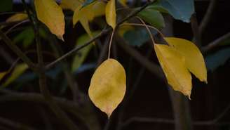 O fenômeno chamado clorose foliar, responsável por deixar as folhas amarelas, sinaliza problemas na saúde da planta
