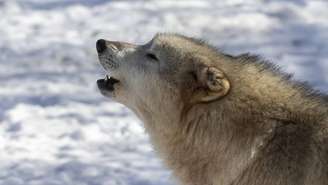 Lobos de Yellowstone_depositphotos.com / karelbock