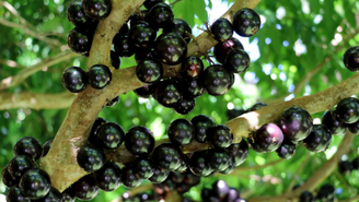 Jabuticaba está entre as melhores frutas do mundo