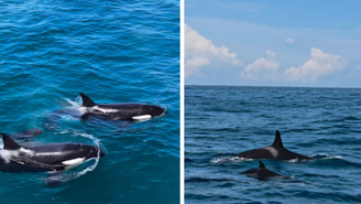 Orcas são avistadas em Ilhabela