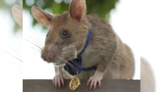 Rato farejador do Camboja – Divulgação