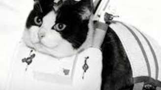 Conheça a história de Félicette, a primeira gata no espaço. Ela sobreviveu à aceleração, mas teve fim trágico que a ciência escondeu por anos
