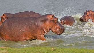 Segundo estimativas, existem 200 hipopótamos silvestres na Colômbia
