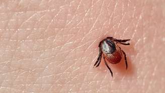 Veja como identificar o transmissor da doença de Chagas