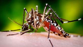 Assim como dengue e zika, chikungunya também é transmitido pelo mosquito Aedes aegypti