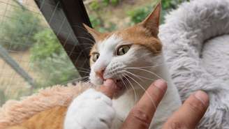 Segundo o especialista Alexandre Rossi, o comportamento ocorre quando há o toque em áreas sensíveis, como a barriga, e por tempo prolongado