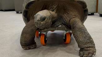 A tartaruga, que sofria com fraqueza nas pernas traseiras, voltou a se locomover graças a um tratamento nada convencional