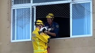 Cachorrinho é resgatado após prédio ser evacuado em Itajaí