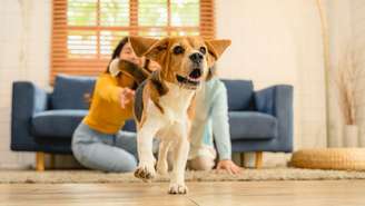 Acariciar um pet pode ajudar a reduzir o estresse e a pressão arterial