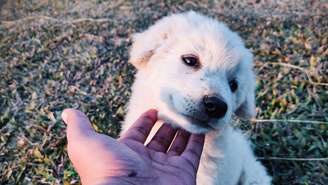 Durante as saídas, os olhos do pet ficam expostos a resíduos de outros animais, restos orgânicos, terra e até bactérias