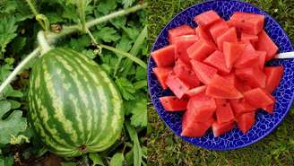 O cultivo da melancia exige espaço generoso, calor e muita luz