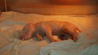 O porco clonado em incubadora na fazenda em Piracicaba (SP)