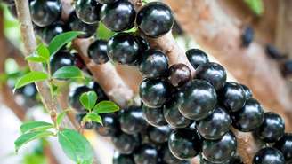 Jabuticaba é eleita entre as melhores frutas do mundo