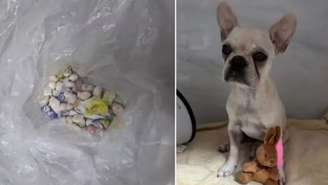 Uma filhote de buldogue francês, chamada Antonieta, sobreviveu a um grave incidente