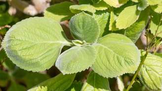 Aprende o poderoso banho