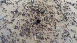 Formigueiro – depositphotos.com / thalabhula