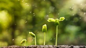 técnica Miyawaki – depositphotos.com / weerapat