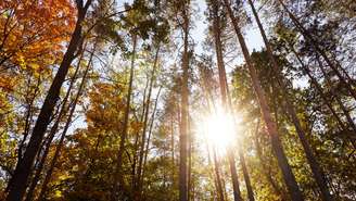 As chamadas árvores-mãe distribuem recursos e sustentam o equilíbrio do ecossistema – depositphotos.com / AntonMatyukha