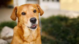 Decisão do México de reconhecer o “cachorro caramelo” como símbolo repercute no Brasil e reacende debate sobre valorização dos vira