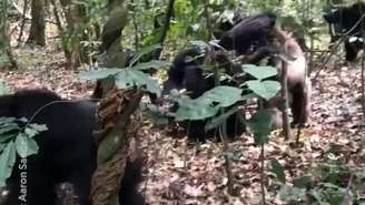 Chimpanzés estão em 'guerra civil' há 8 anos