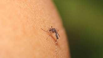 CO₂, suor e microbioma: a ciência por trás de quem vira alvo dos mosquitos – depositphotos.com / sarawuth123