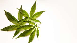 Pesquisa publicada no JAMA detalha os riscos da maconha para adolescentes