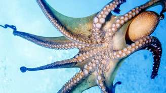 O “sangue azul” de polvos e caranguejos-ferradura revela uma adaptação a ambientes frios e pobres em oxigênio – depositphotos.com / johnanderson